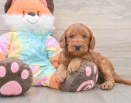 7 week old Mini Goldendoodle Puppy For Sale - Simply Southern Pups