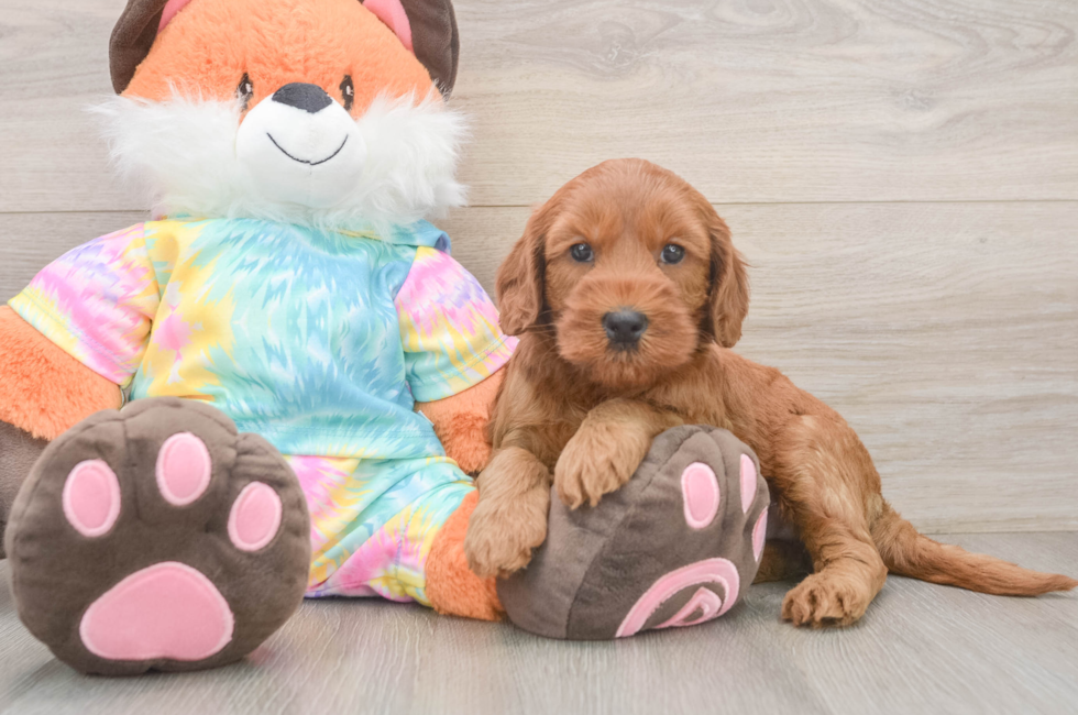 6 week old Mini Goldendoodle Puppy For Sale - Simply Southern Pups
