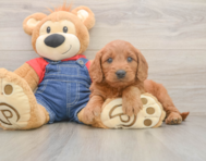 6 week old Mini Goldendoodle Puppy For Sale - Simply Southern Pups