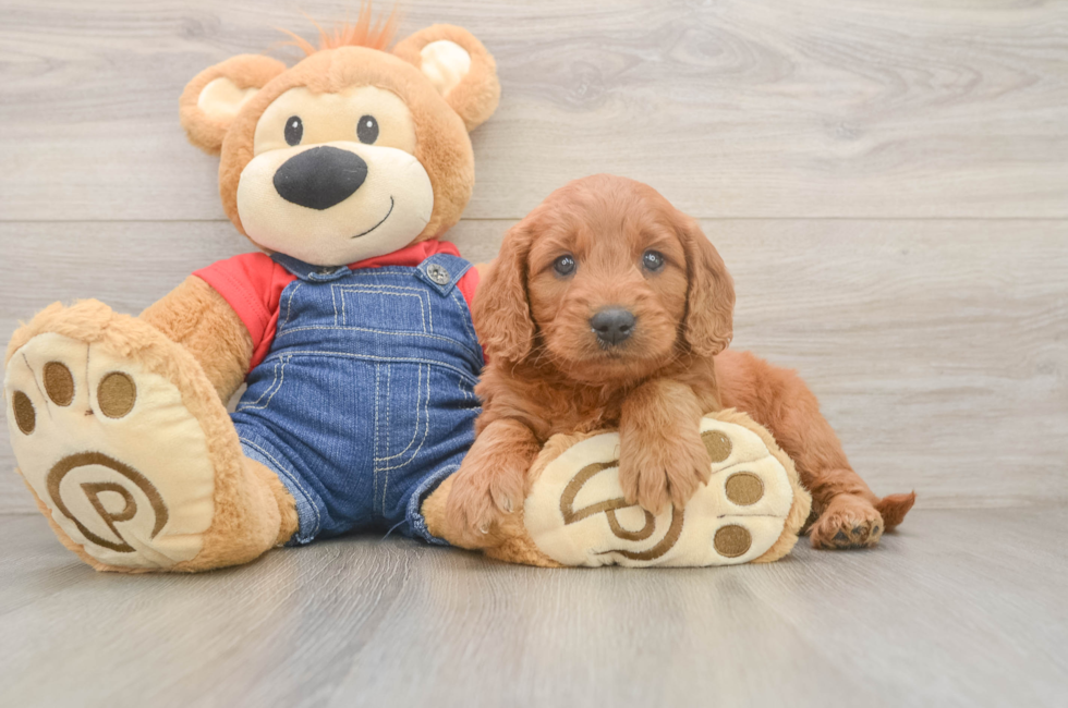 6 week old Mini Goldendoodle Puppy For Sale - Simply Southern Pups