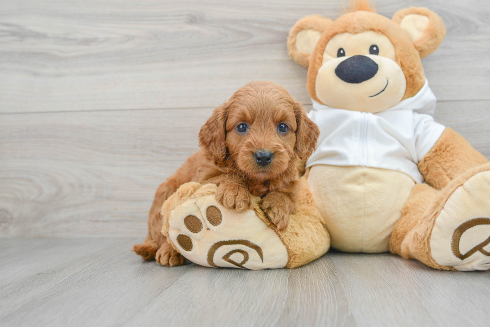 Best Mini Goldendoodle Baby