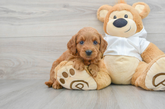 Best Mini Goldendoodle Baby
