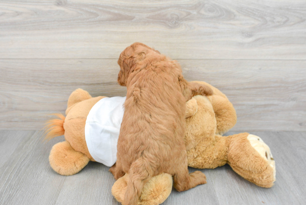 Best Mini Goldendoodle Baby