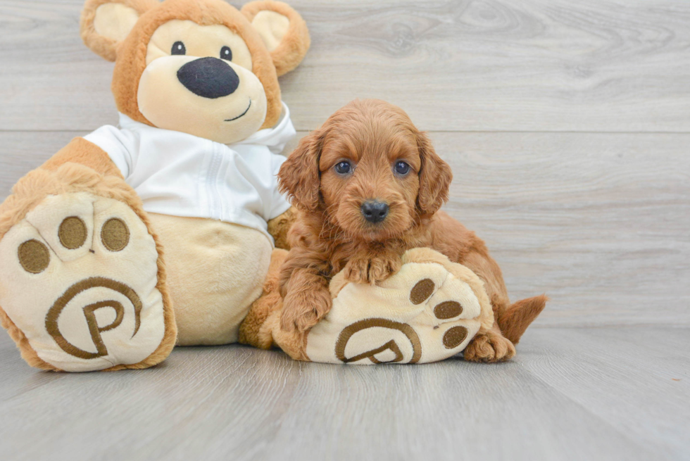 Fluffy Mini Goldendoodle Poodle Mix Pup