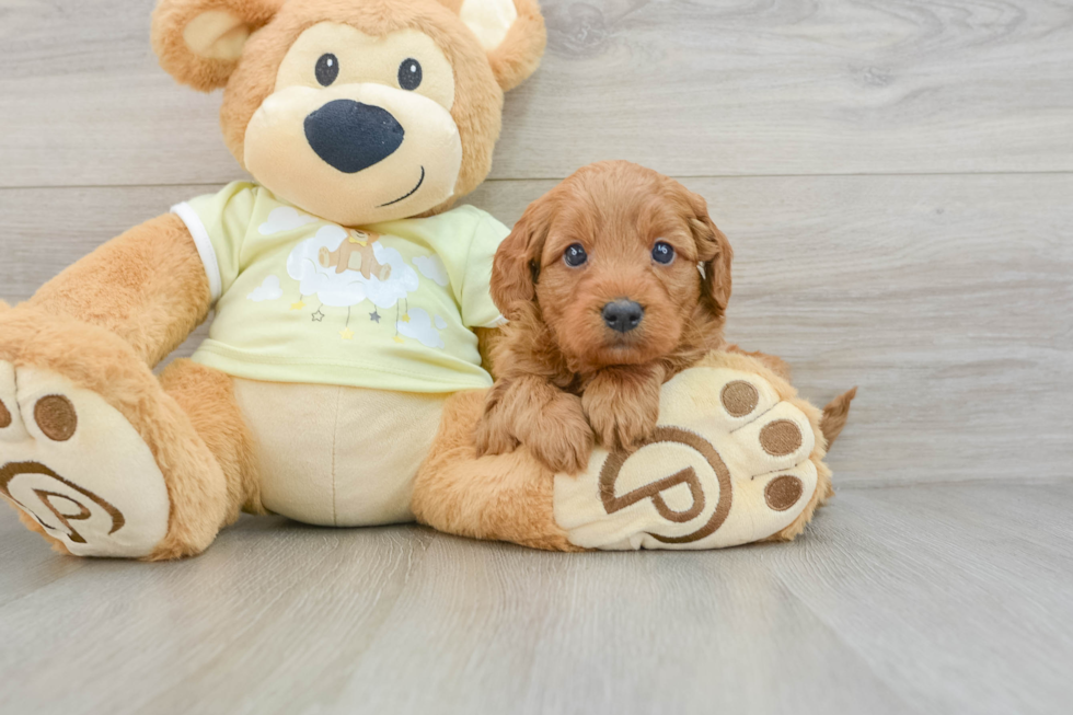 Sweet Mini Goldendoodle Baby