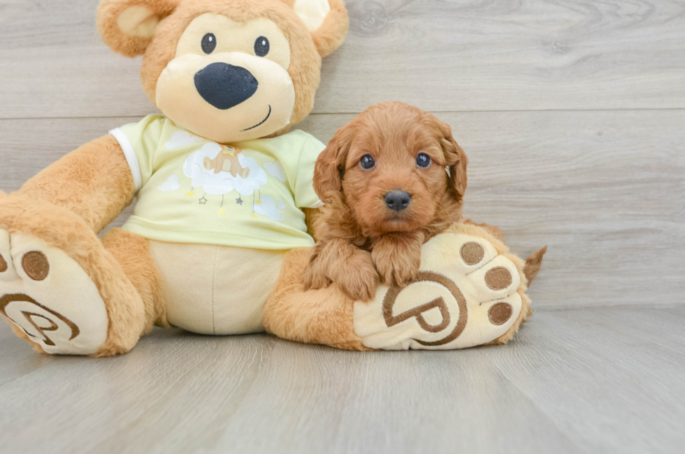 6 week old Mini Goldendoodle Puppy For Sale - Simply Southern Pups