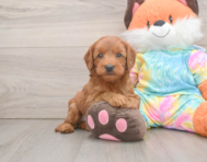 7 week old Mini Goldendoodle Puppy For Sale - Simply Southern Pups