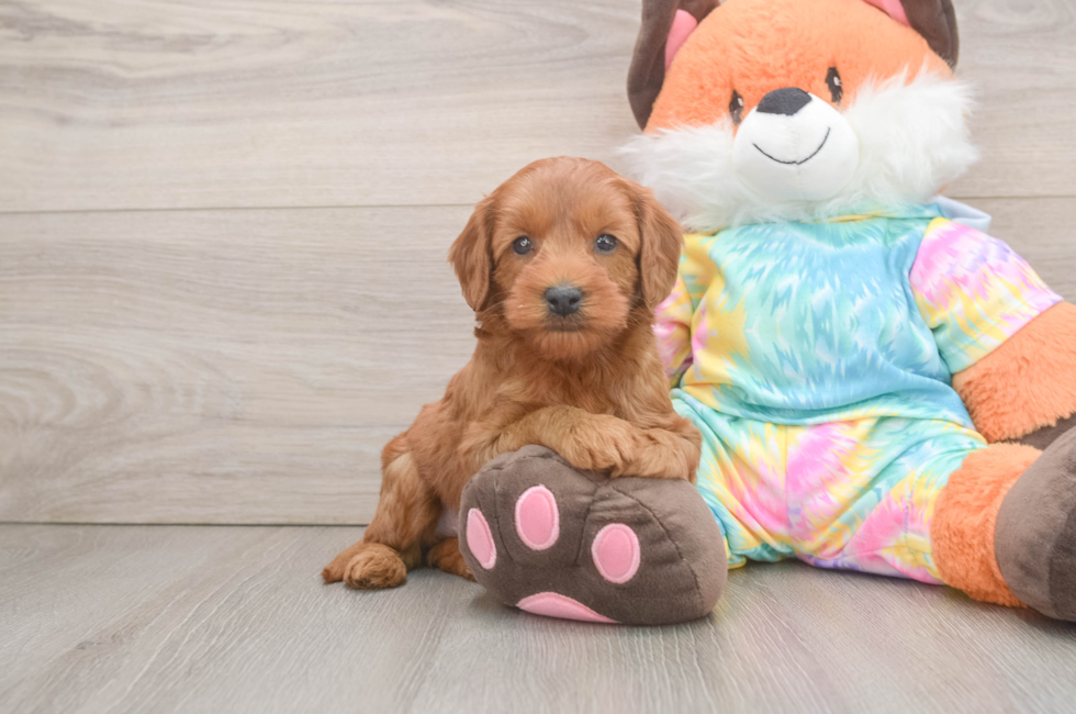 6 week old Mini Goldendoodle Puppy For Sale - Simply Southern Pups