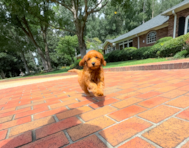 8 week old Mini Goldendoodle Puppy For Sale - Simply Southern Pups
