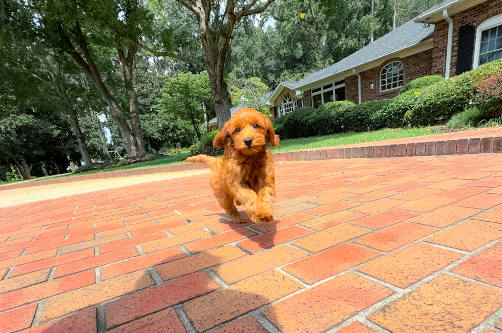 8 week old Mini Goldendoodle Puppy For Sale - Simply Southern Pups