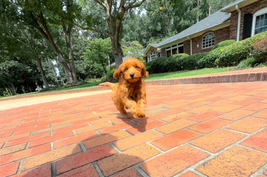 Mini Goldendoodle Puppy for Adoption