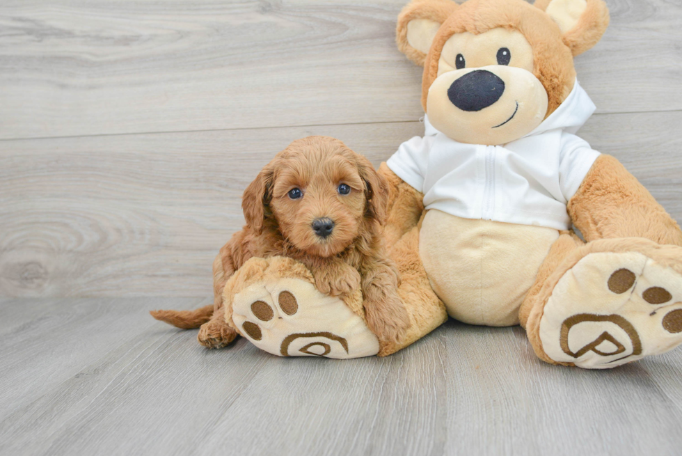 Mini Goldendoodle Puppy for Adoption
