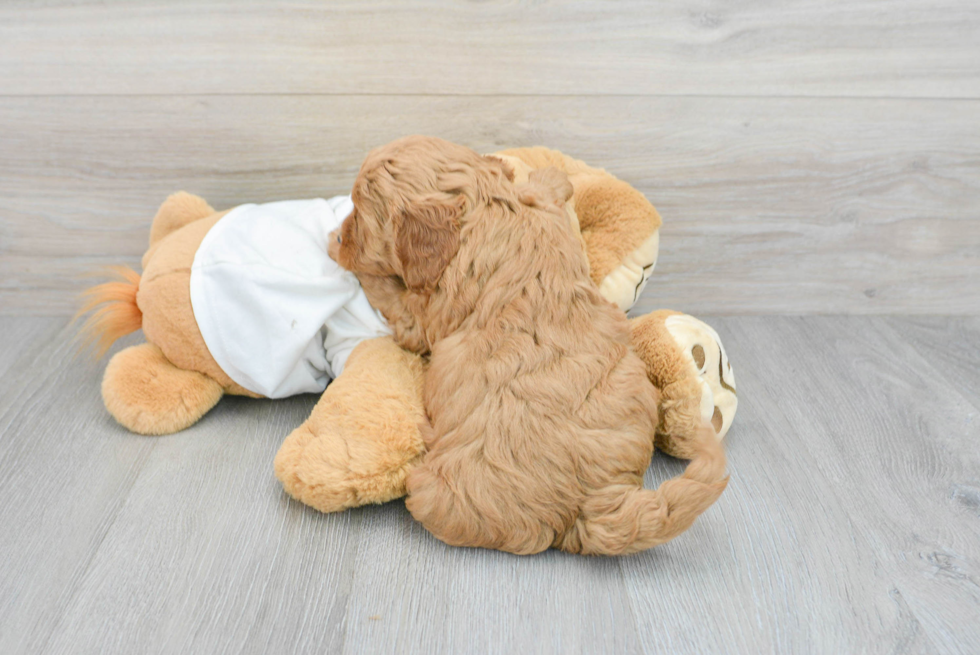 Funny Mini Goldendoodle Poodle Mix Pup