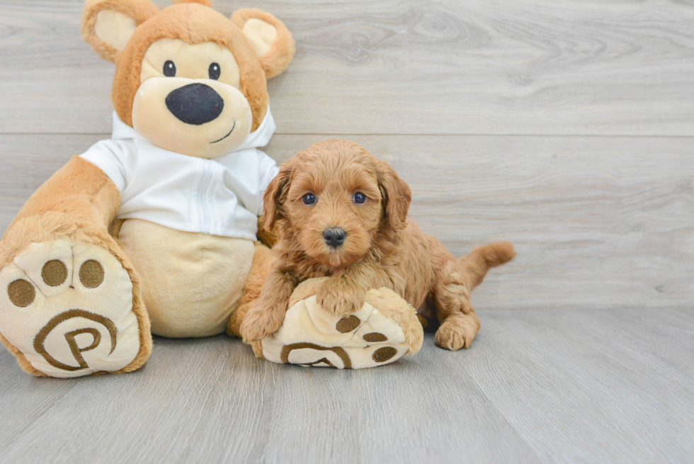 Hypoallergenic Golden Retriever Poodle Mix Puppy