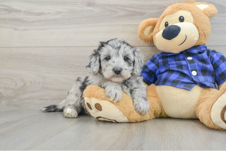 Little Mini Goldenpoo Poodle Mix Puppy
