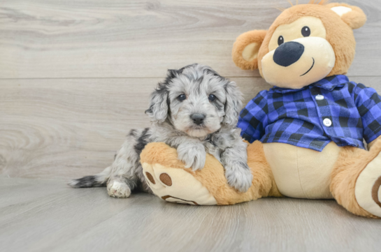 Little Mini Goldenpoo Poodle Mix Puppy