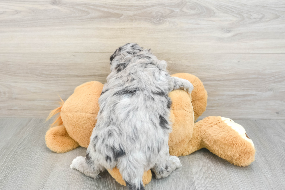 Sweet Mini Goldendoodle Baby