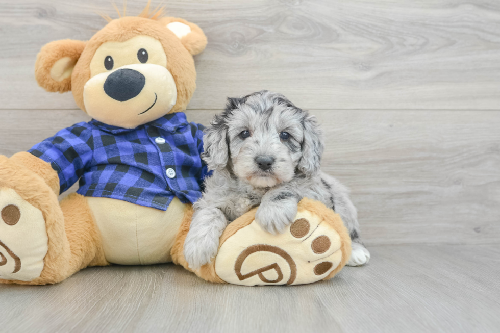 Mini Goldendoodle Puppy for Adoption