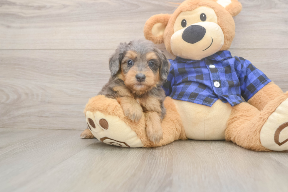 Mini Goldendoodle Puppy for Adoption