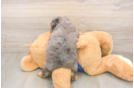 Fluffy Mini Goldendoodle Poodle Mix Pup