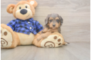 Funny Mini Goldendoodle Poodle Mix Pup