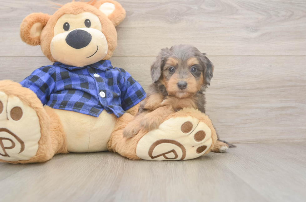 5 week old Mini Goldendoodle Puppy For Sale - Simply Southern Pups