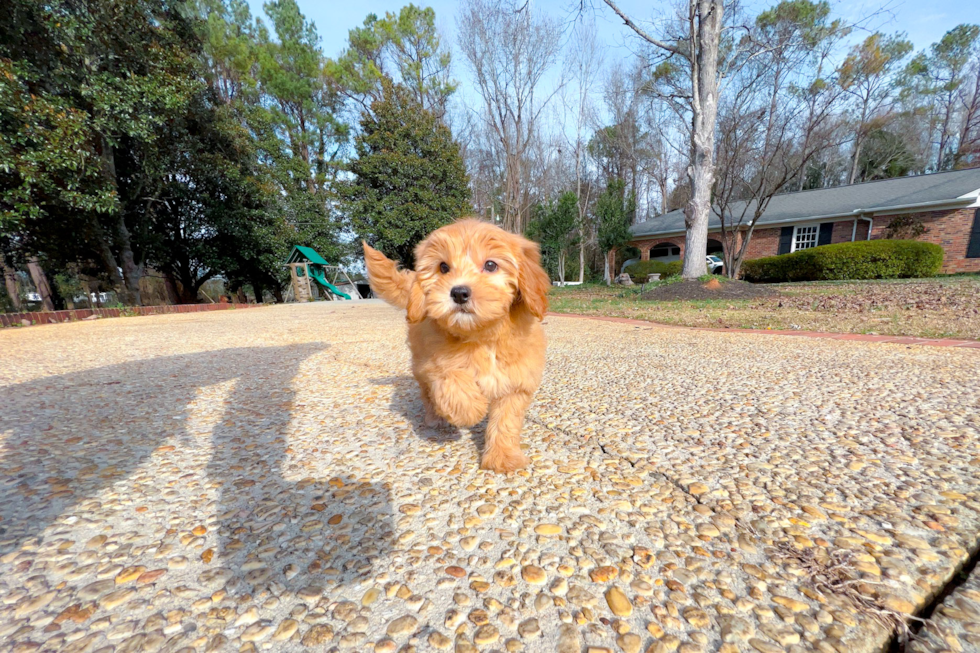 Cute Mini Goldendoodle Baby