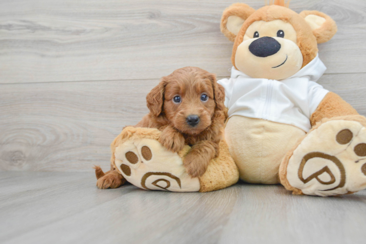 Sweet Mini Goldendoodle Baby