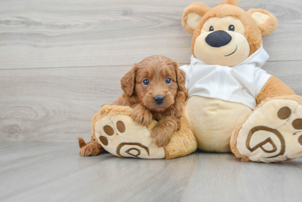 Sweet Mini Goldendoodle Baby