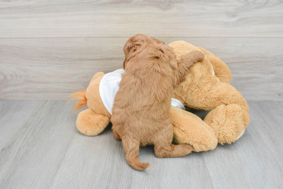 Mini Goldendoodle Puppy for Adoption