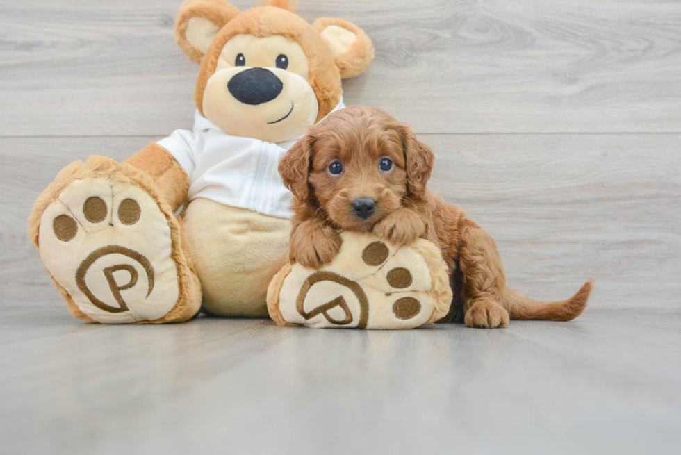 Best Mini Goldendoodle Baby