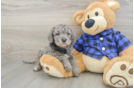 Mini Goldendoodle Pup Being Cute