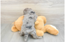 Mini Goldendoodle Pup Being Cute