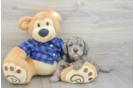 Fluffy Mini Goldendoodle Poodle Mix Pup