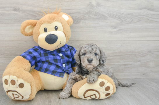 Fluffy Mini Goldendoodle Poodle Mix Pup