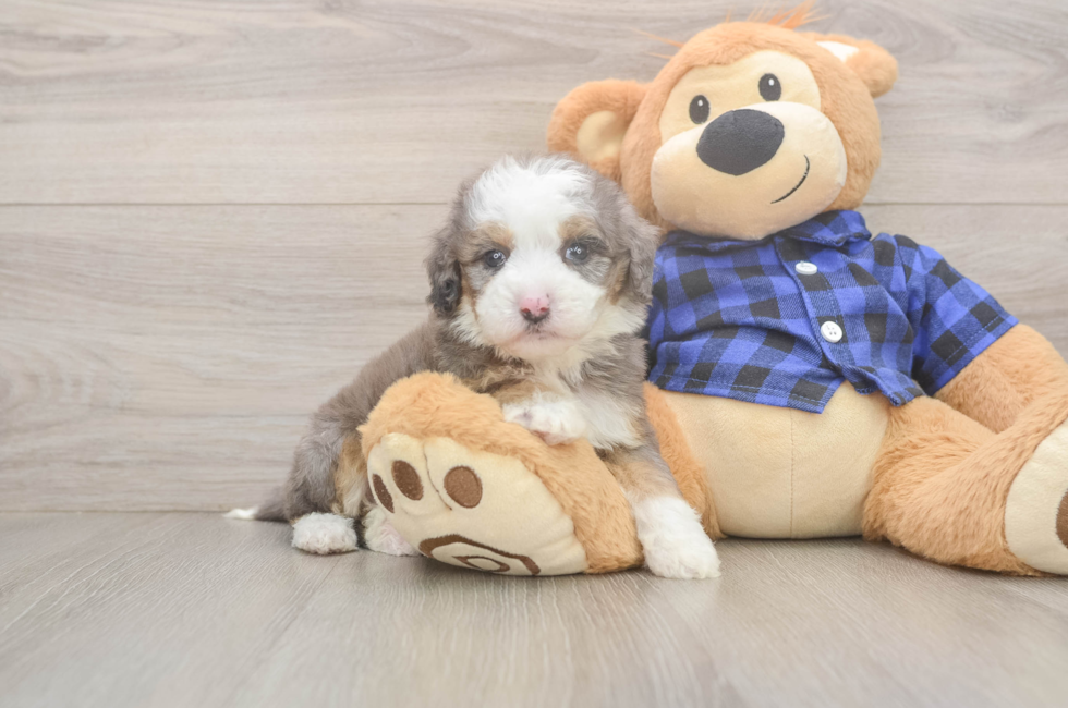 5 week old Mini Goldendoodle Puppy For Sale - Simply Southern Pups