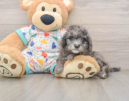 7 week old Mini Goldendoodle Puppy For Sale - Simply Southern Pups