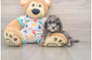 Cute Mini Goldendoodle Baby