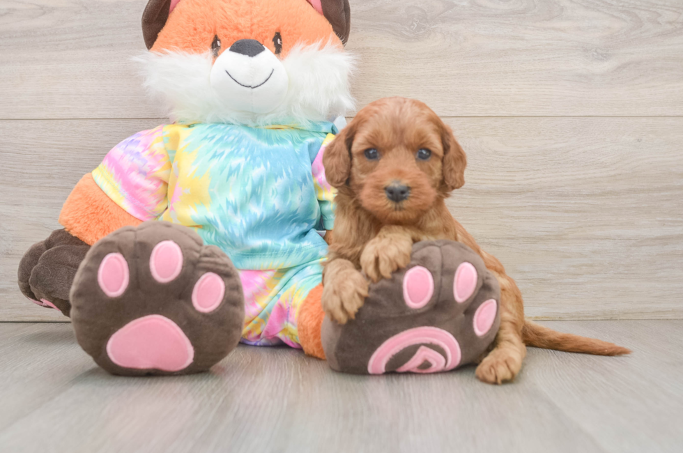 6 week old Mini Goldendoodle Puppy For Sale - Simply Southern Pups