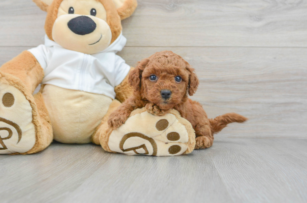 5 week old Mini Goldendoodle Puppy For Sale - Simply Southern Pups