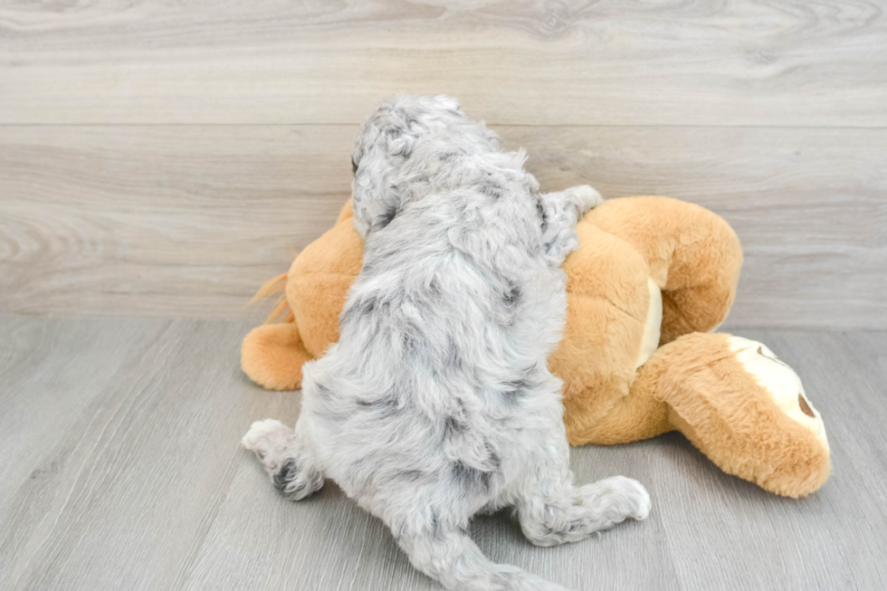 Funny Mini Goldendoodle Poodle Mix Pup