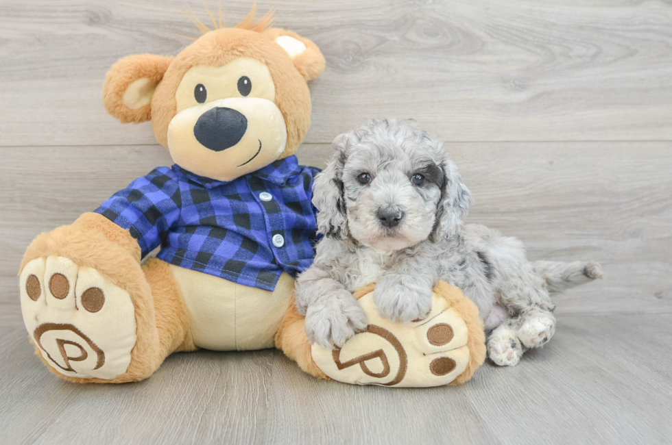5 week old Mini Goldendoodle Puppy For Sale - Simply Southern Pups