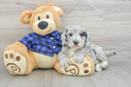 Smart Mini Goldendoodle Poodle Mix Pup