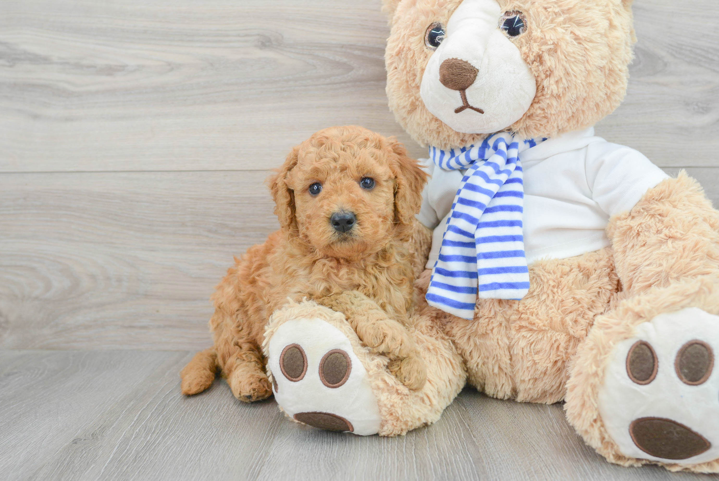 Mini teddy bear on sale goldendoodles