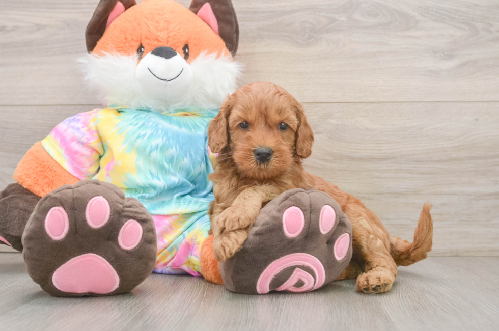 6 week old Mini Goldendoodle Puppy For Sale - Simply Southern Pups