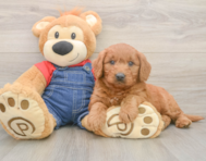 6 week old Mini Goldendoodle Puppy For Sale - Simply Southern Pups