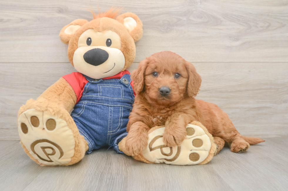 6 week old Mini Goldendoodle Puppy For Sale - Simply Southern Pups