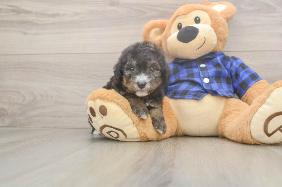 5 week old Mini Goldendoodle Puppy For Sale - Simply Southern Pups