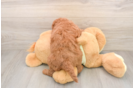 Petite Mini Goldendoodle Poodle Mix Pup