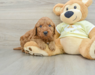 8 week old Mini Goldendoodle Puppy For Sale - Simply Southern Pups